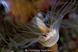 Underwater Flower by Christine Hamilton 